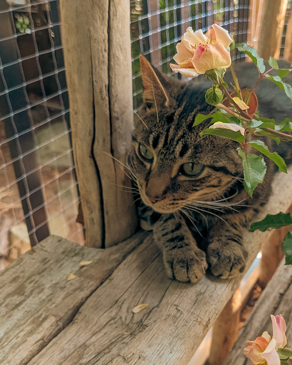 Milo, Paula Di Marco’s beloved studio cat, resting beside a blooming rose — a gentle companion in the creation of emotionally charged watercolor art