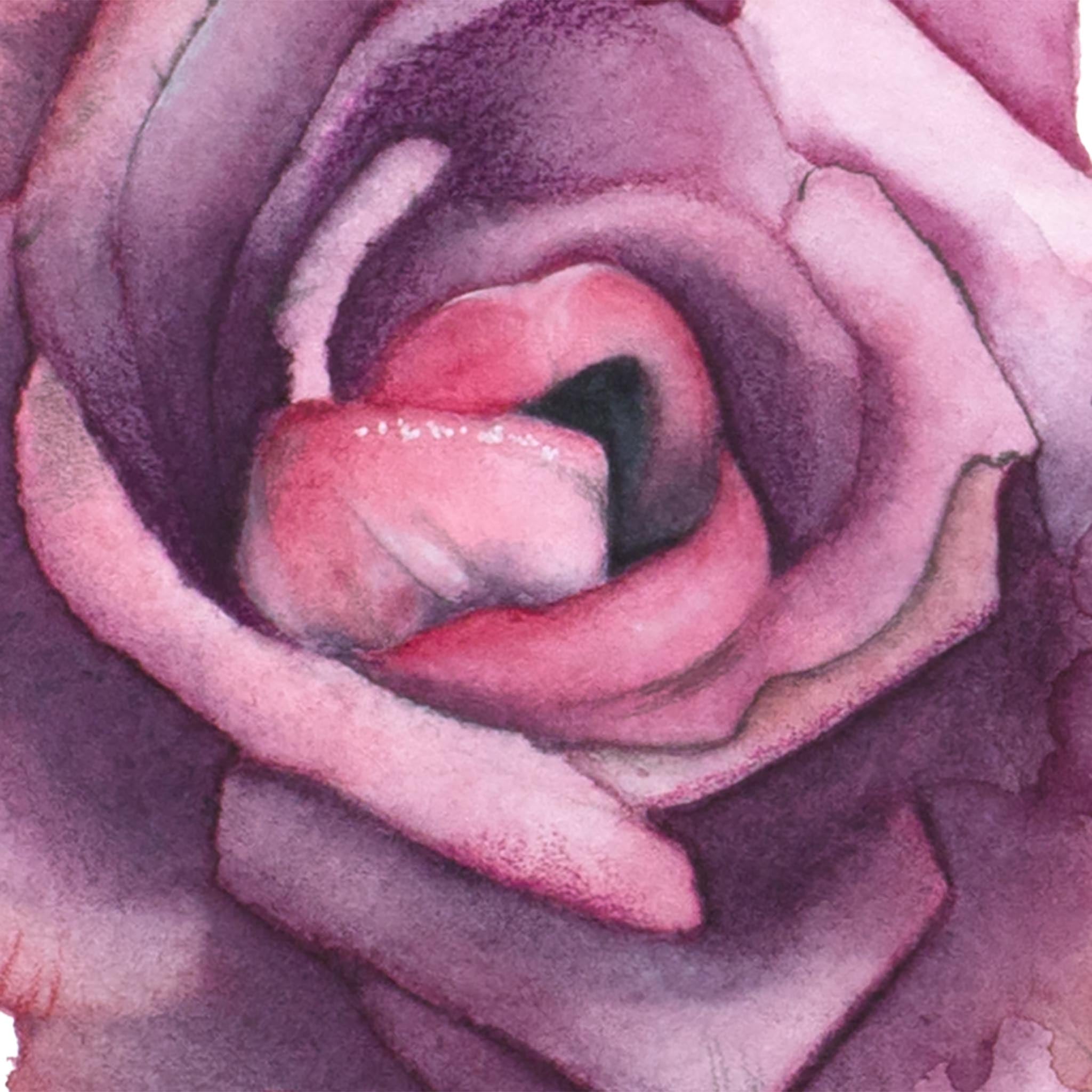 Sensual close-up of a hand-painted watercolor rose in vibrant pinks and purples – part of the Playful Awakening floral wall art series by Paula Di Marco
